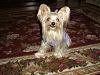 Can your yorkie smile?? Tinkerbell can!!!-dsc00229.jpg