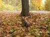 Fall Pictures-leafs-cl.jpg