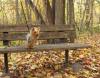 Fall Pictures-bench-cl.jpg