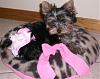 Isabeau is Already 14 Weeks (Pictures)!-isabeau-14weeksa.jpg