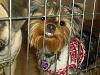 Can your yorkie smile?? Tinkerbell can!!!-pict4951.jpg