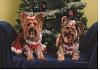 Abby and Daisy's Christmas Picture-abbydaisychristmas08.jpg