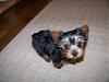 Hi, I'm new and here is my new Yorkie puppy, Belle.-1.jpg
