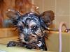 Hi, I'm new and here is my new Yorkie puppy, Belle.-3.jpg