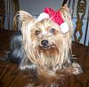 What?  You Want Me to Wear Another Hat???-pippin-santa-3-c.jpg