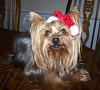 What?  You Want Me to Wear Another Hat???-pippin-santa-2-c.jpg