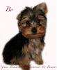 The little Teddy Bear!!!! Bo pictures!-boresized14wkspict0008.jpg