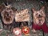 I tried to take Christmas Pics of my Babies-maxsmiling-078.jpg