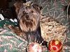 I tried to take Christmas Pics of my Babies-maxsmiling-089.jpg