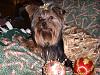 I tried to take Christmas Pics of my Babies-maxsmiling-088.jpg