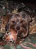 I tried to take Christmas Pics of my Babies-maxsmiling-161.jpg