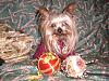 I tried to take Christmas Pics of my Babies-maxsmiling-127.jpg