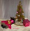 A *GLAMOROUSLY PINK* Christmas!!! ;)-img_2341_m.jpg
