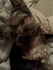 Pictures Of My Yorkie!-n500830915_1299470_8500.jpg