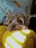 Pictures Of My Yorkie!-n500830915_1394721_8354.jpg