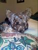 Pictures Of My Yorkie!-n500830915_1500350_4852.jpg