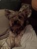 Pictures Of My Yorkie!-n500830915_1312362_1070.jpg