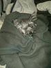 Pictures Of My Yorkie!-n500830915_1491103_4804.jpg