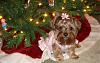 Lilly's Ready for Christmas!!-dsc03892.jpg