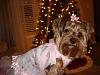 Lilly's Ready for Christmas!!-dsc03883.jpg