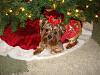 Lilly's Ready for Christmas!!-dsc03877.jpg