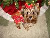 Lilly's Ready for Christmas!!-dsc03874.jpg