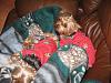 New Christmas nightie and nightshirt for Oliver and Brooklyn from gofetch!-picture-044.jpg
