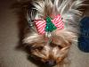 Tokyo with a christmas tree on his head!-dsc03385.jpg