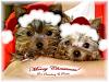 Strawberry and Peachu sent out a Christmas Photo this year! :)-n614310229_5073104_683.jpg