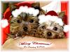 Strawberry and Peachu sent out a Christmas Photo this year! :)-n614310229_5073104_683.jpg
