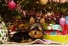 Look What's Waiting Under the Tree For Santa!  :xmastree:-3103590711_0ba6f5ae48.jpg