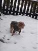 Snow dogs in louisiana... Wow!!!!!!-snow-day-123-903-x-1204-.jpg