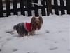 Snow dogs in louisiana... Wow!!!!!!-snow-day-127-1204-x-903-.jpg