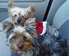 First Yorkie Meet Up!-dsc01857.jpg