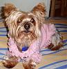 First Yorkie Meet Up!-dsc01869.jpg