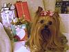 Shelby & Seymour's Christmas Pics-shelby-2.jpg