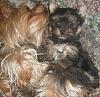 My  Yorkie & Frenchie babies-sgirl.jpg