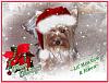Happy Holidays to All !!!!-2008axmascard.jpg