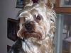 Pictures of My Harry boy and my silkie Chanel-yorkieforum1.jpg