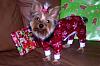 Here's Princess in her new jammies!-ygp9ab1-resized.jpg