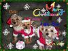 Season Greetings from us to you!-my-babies2.jpg