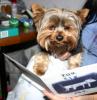 New got a brand new Yorkie-img_8473.jpg