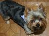 New got a brand new Yorkie-eddieface2.jpg