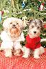 Season's greetings from Chelsea and Riley!-895974728209_0_alb.jpg