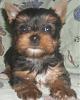 My  Yorkie & Frenchie babies-sparkle-boy-2.jpg