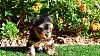 8 Wk old Baby Boy !!! Bently enjoying the AZ winters...-flowers.jpg