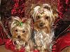 Merry Christmas from Ranger and Ryder!!!-christmasboys-012.jpg