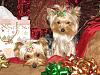 Merry Christmas from Ranger and Ryder!!!-christmasboys-036.jpg