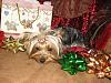 Merry Christmas from Ranger and Ryder!!!-christmasboys-038.jpg