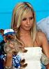 Picture's of Celebritie's Yorkie's-Enjoy!-images.jpg